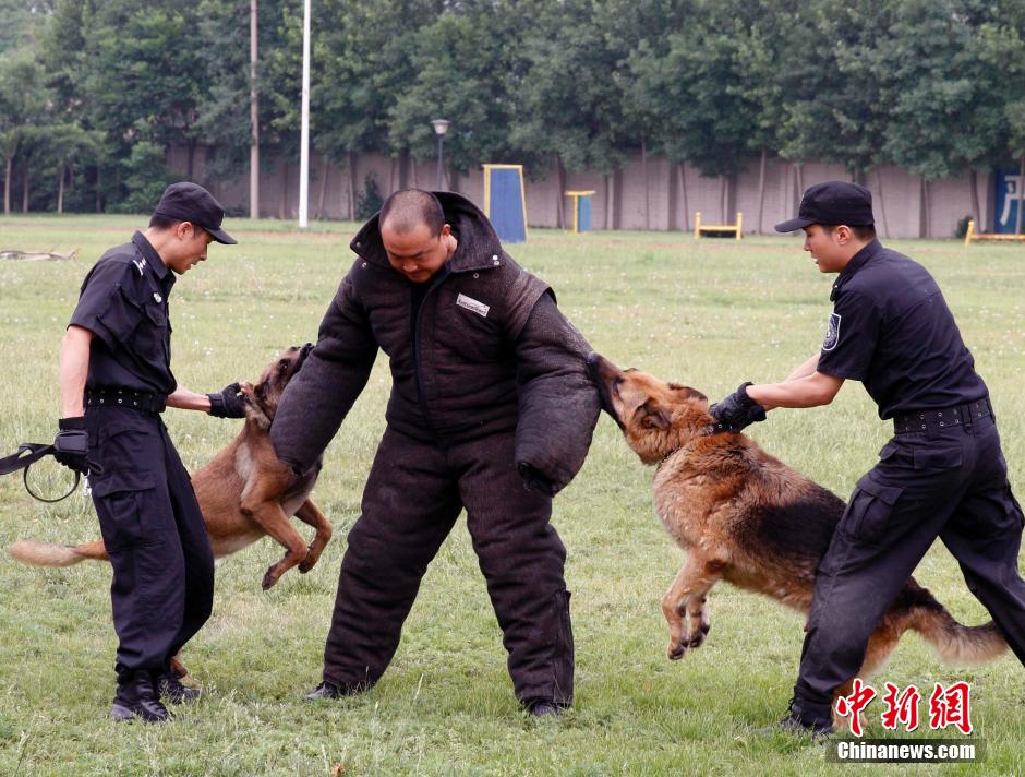 揭秘北京警方警犬训练基地
