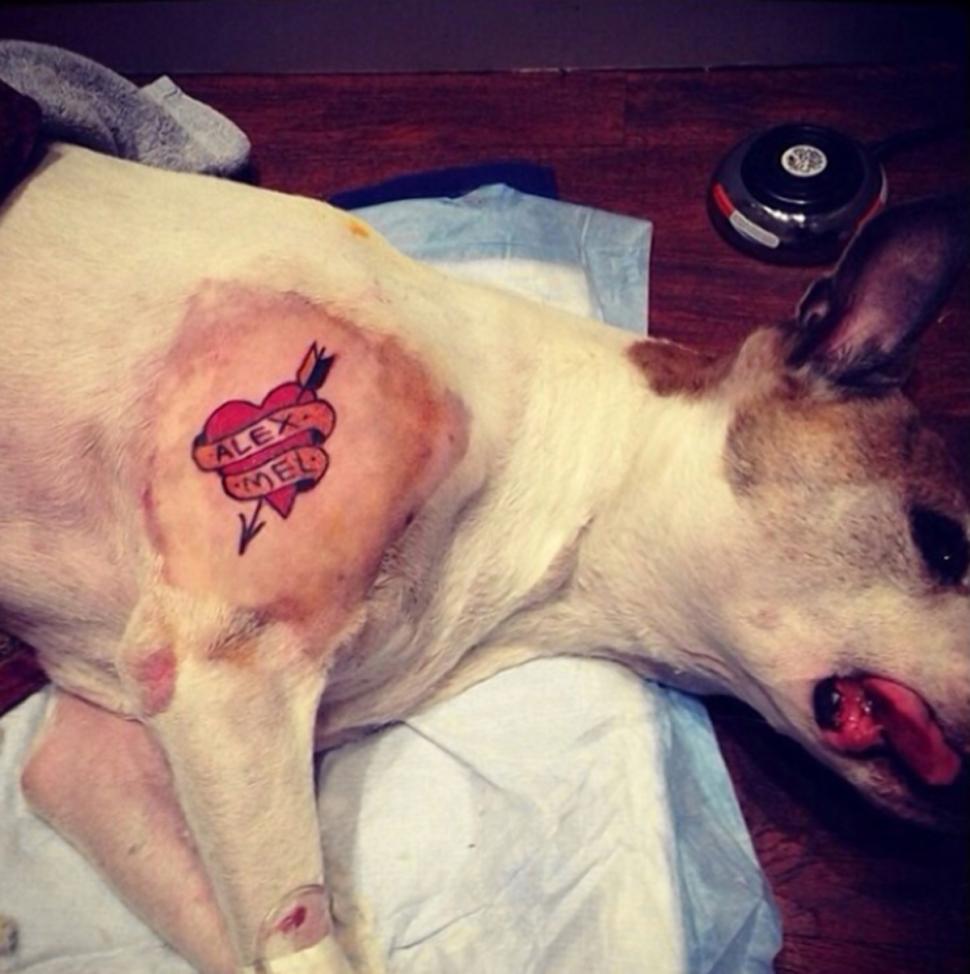 纽约市将颁布法令禁止在宠物身上纹身
