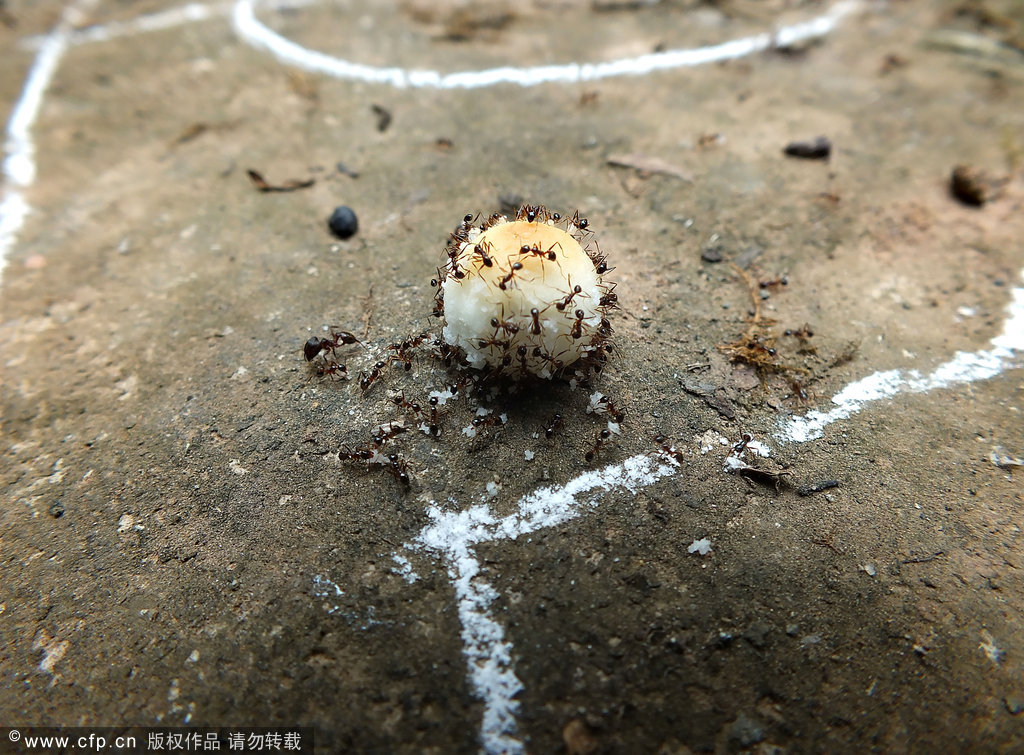 湖北宜昌:蚂蚁搬糖果酷似足球赛