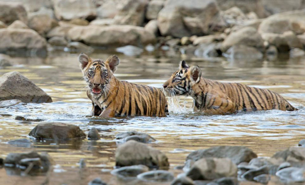 印度孟加拉虎妈带两只幼虎水塘中泡澡避暑(高
