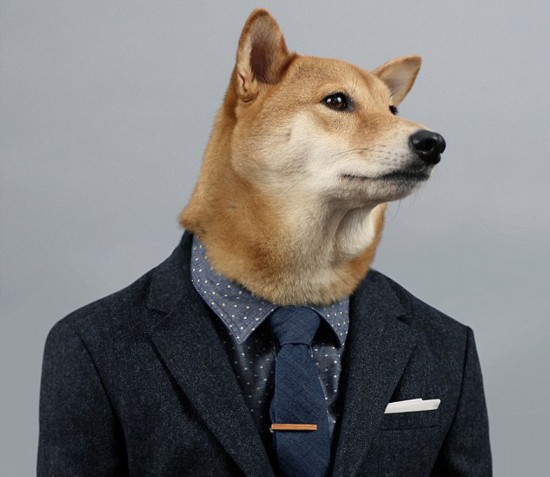 纽约宠物狗穿男装造型走红 成网络明星 