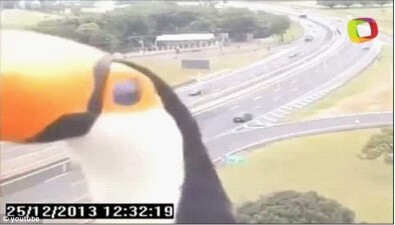 巴西好奇巨嘴鸟狂啄交通监控镜头令人忍俊不禁