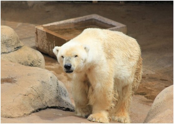 南非动物园将为一只病重北极熊实施人道毁灭