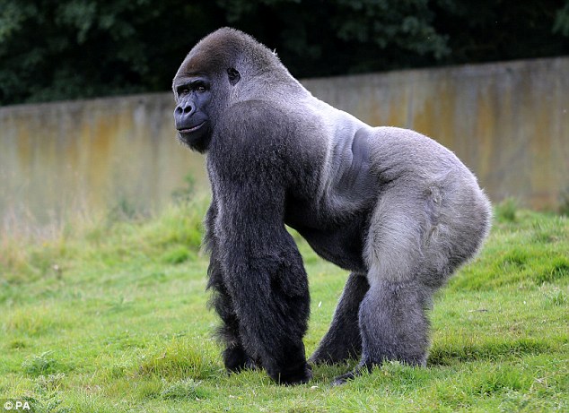 24岁大猩猩喜欢“人立”散步 收获全球众多粉丝