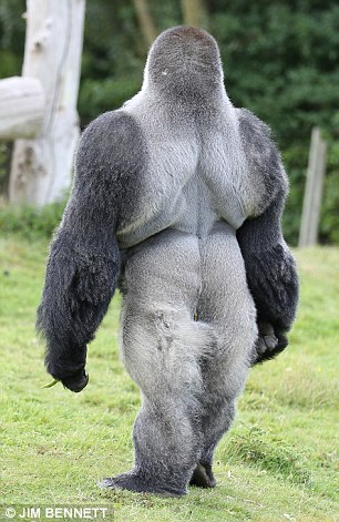 24岁大猩猩喜欢“人立”散步 收获全球众多粉丝