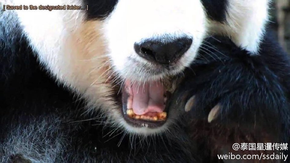 在泰大熊猫烂牙引被虐质疑 泰回应:体检非常健