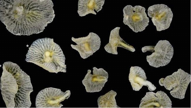 澳深海现蘑菇状“外星生物” 或与古生物有关