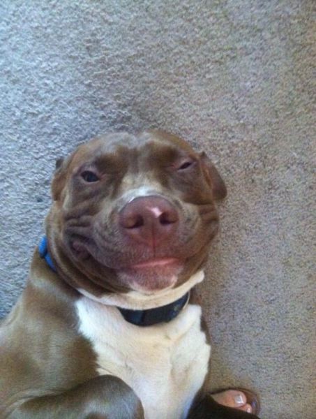 [趣图]动物们搞笑瞬间