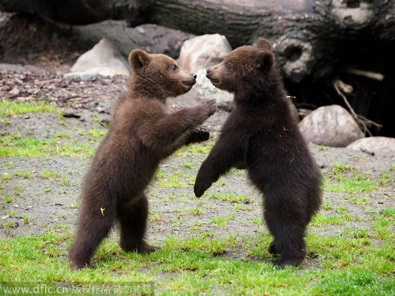 德国动物园小熊趁母亲捕鱼打闹 拳来掌往