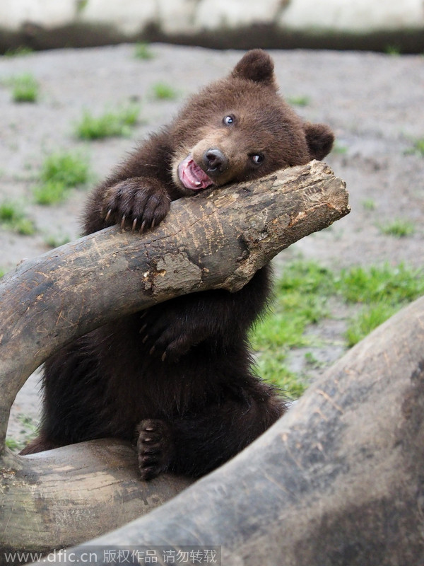 德国动物园小熊趁母亲捕鱼打闹 拳来掌往