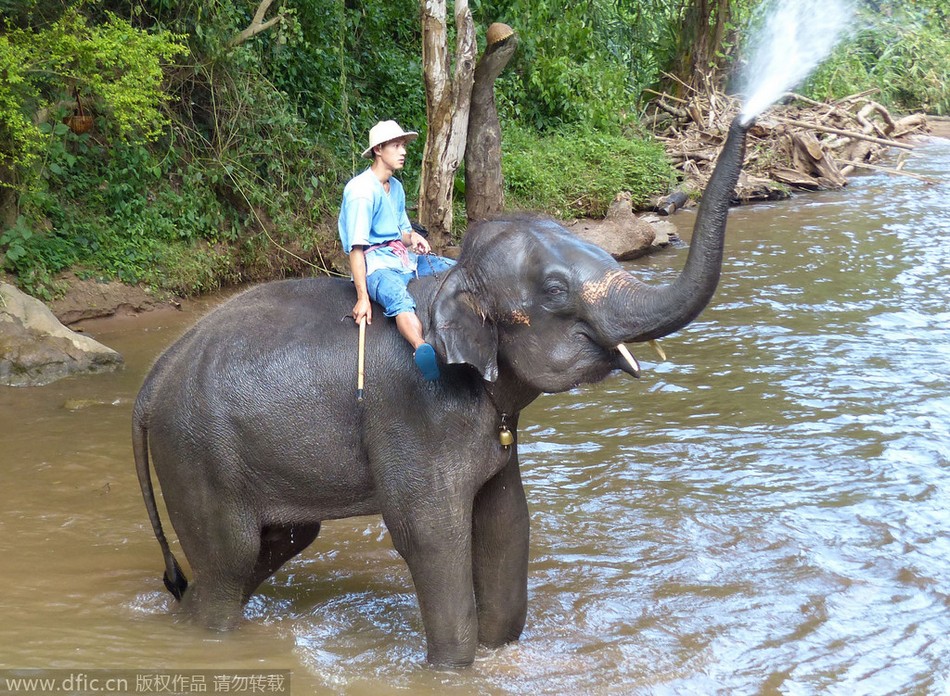 泰国大象用鼻绘画 作品精美引围观