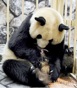 日本和歌山县动物园降生一对熊猫双胞胎(图)