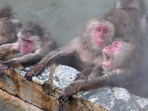 日本北海道猴子泡温泉 怕上火透透气再继续