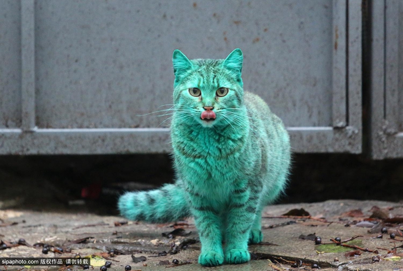 保加利亚小猫常年睡绿色油漆桶 成“绿宝石猫”