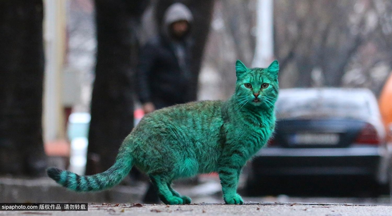 保加利亚小猫常年睡绿色油漆桶 成“绿宝石猫”