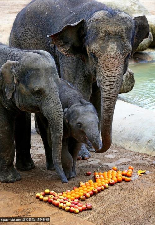 墨尔本小象迎1岁生日 欢乐吃蛋糕