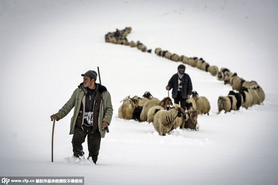 土耳其牧羊人雪中放牧 赶羊群迁徙