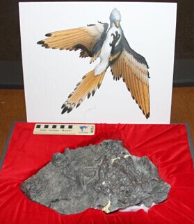 日本首现白垩纪原始鸟化石 或可证明鸟类进化过程