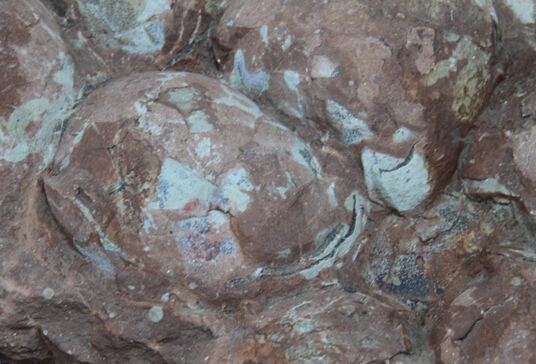 稀世罕见的国家级文物:十一连体恐龙蛋化石