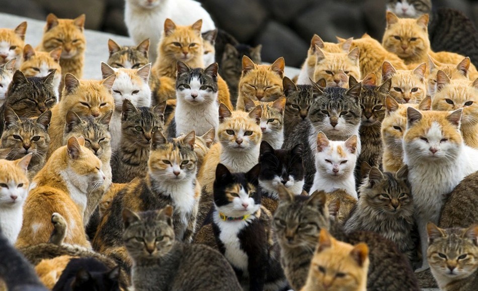 探访日本猫岛 猫数量为人口6倍