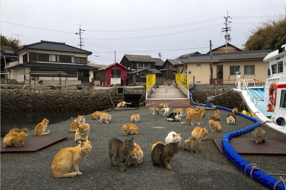 日本猫岛图片