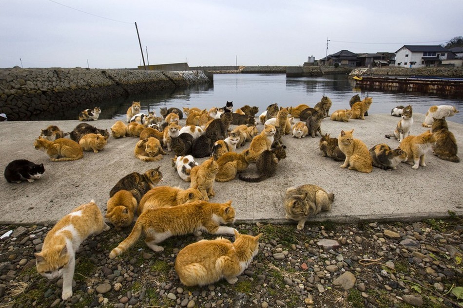 探访日本猫岛 猫数量为人口6倍