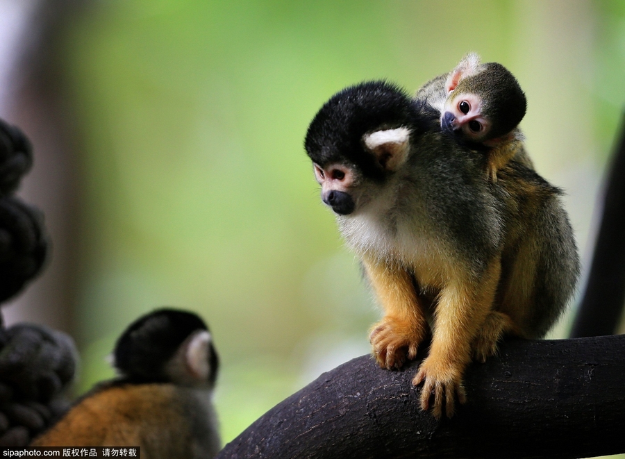 澳大利亚松鼠猴幼崽挂在母猴背上游玩