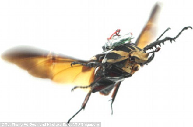 昆虫侦察不是梦:科学家首操控半电子甲虫飞行