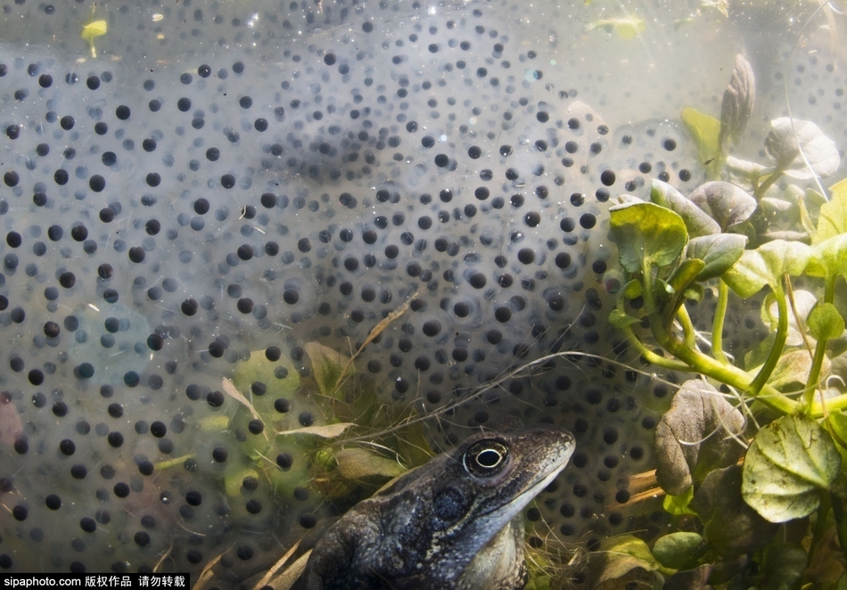 摄影师镜头下的池塘青蛙生活