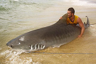 澳青年钓到4米虎鲨 周旋三小时放归大海