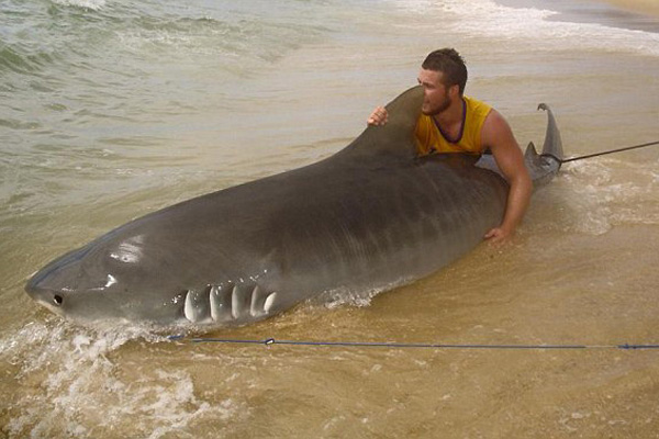 澳青年钓到4米虎鲨 周旋三小时放归大海