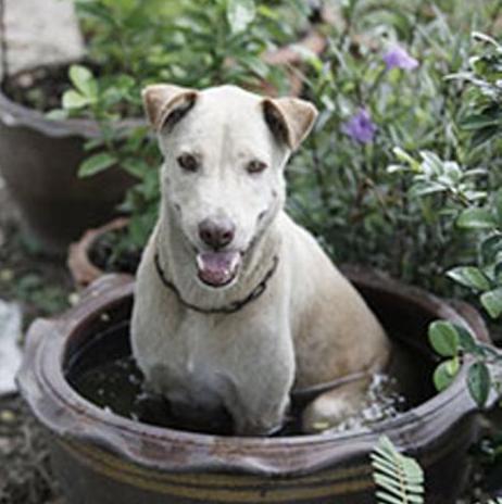 两只手抓着狗和鸡疯狂猜成语_疯狂猜成语的字和箭头(2)