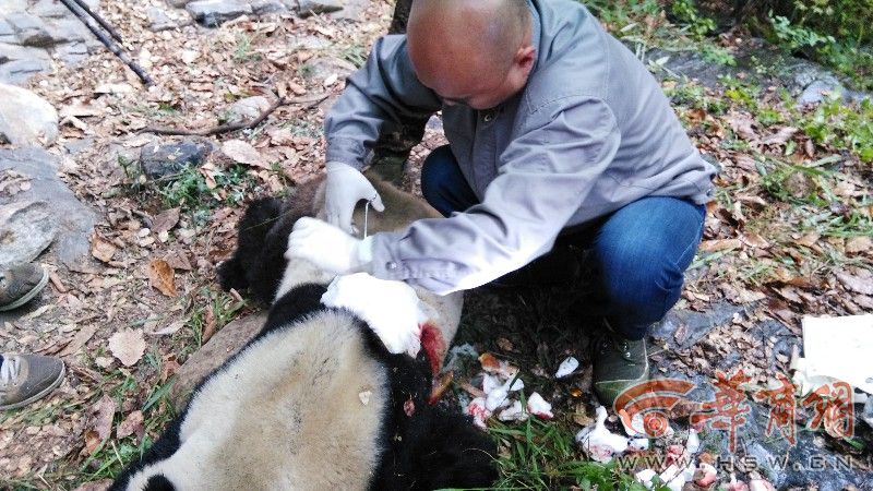 秦岭受伤野生大熊猫 疑因抢媳妇致背部受伤