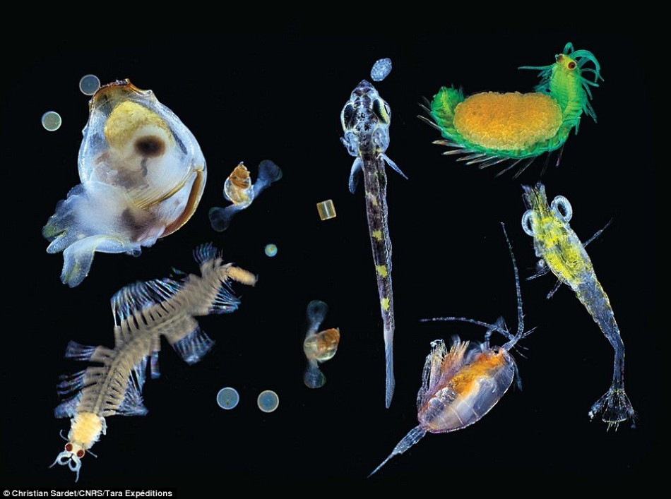微小却重要的海洋浮游生物:产生地球一半氧气