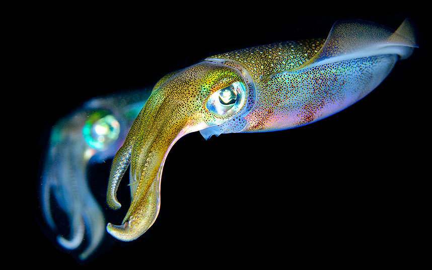 颜色绚丽的海底神奇生物:夏威夷海星虾外形惊艳