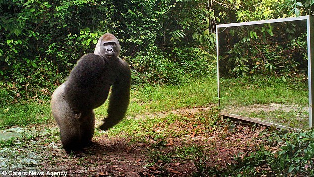 当野生动物遇见镜子中的自己:大猩猩发狂攻击