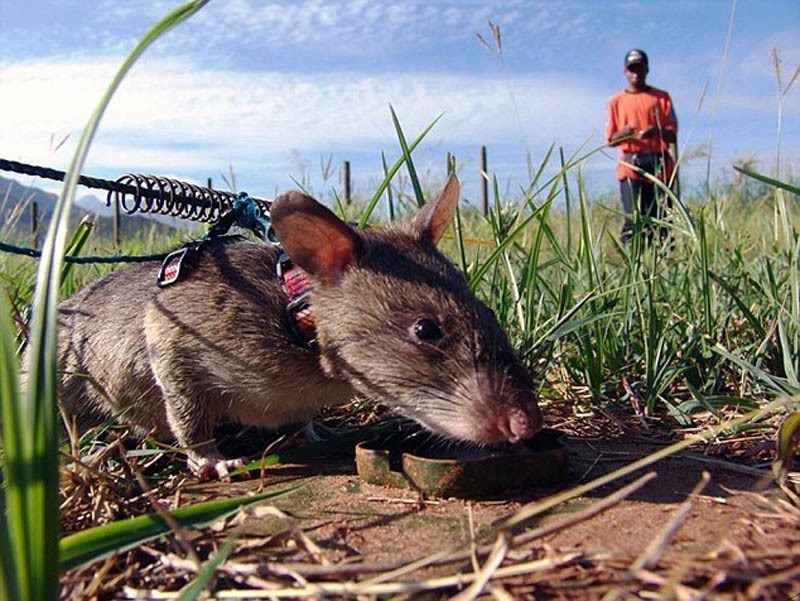 柬埔寨军队装备非洲巨鼠扫雷