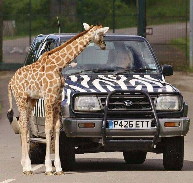 囧图天下:动物君的呆萌搞笑日常