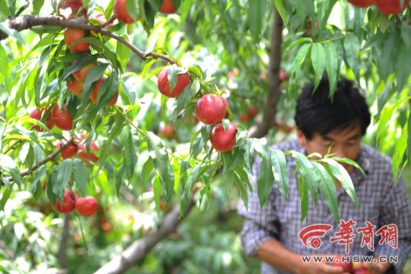 种植猕猴桃几年挂果_果树未挂果前收入来源(2)