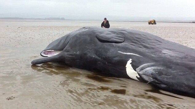 英每年近600头鲸鱼海豚搁浅 气候和人类活动为