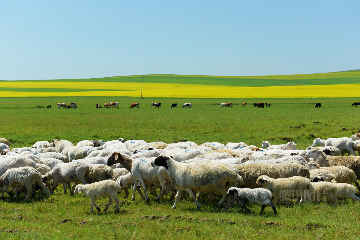 草原上的牧羊人高清图片下载-正版图片500395632-摄图网