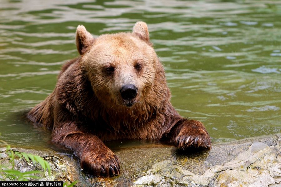 保加利亚可爱棕熊水池泡澡 清凉度夏