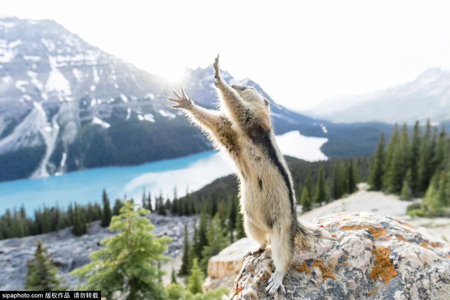 摄影师捕捉小松鼠拥抱大自然逗乐瞬间