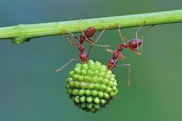 蚂蚁展现惊人团队力量:搬果实 击退大蜘蛛