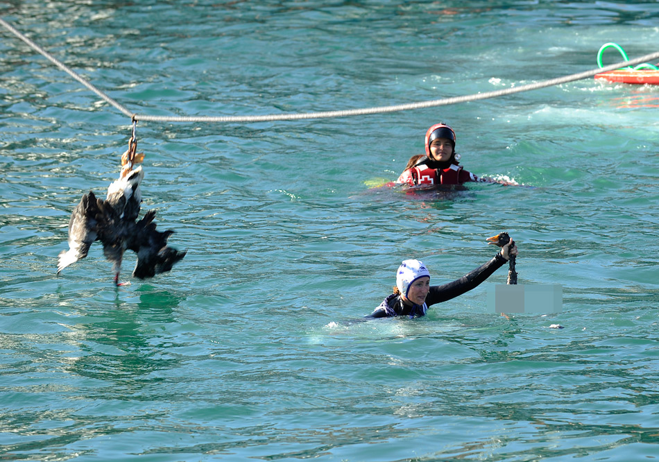 西班牙举行“鹅之日”活动 鹅颈被扯断