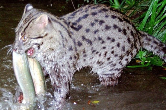钓鱼猫现身柬埔寨 喜好湿地捕鱼时动作迅速(图