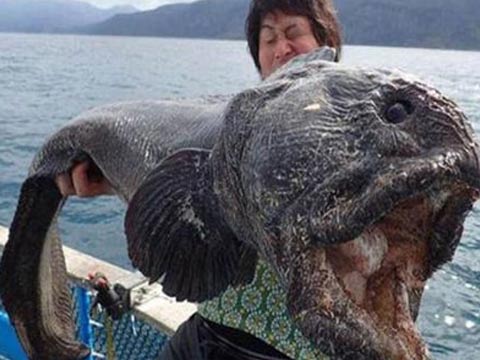 日本核电站附近钓出巨型怪鱼 张嘴可吞下小孩