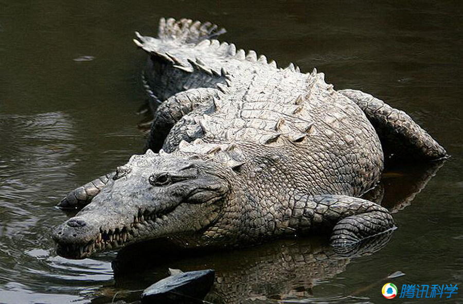 盘点世界上最重的十大爬行动物 鳄鱼最多