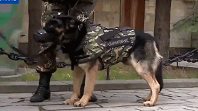 全方位保护!俄罗斯推出警犬专用防护服