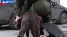 全方位保护!俄罗斯推出警犬专用防护服